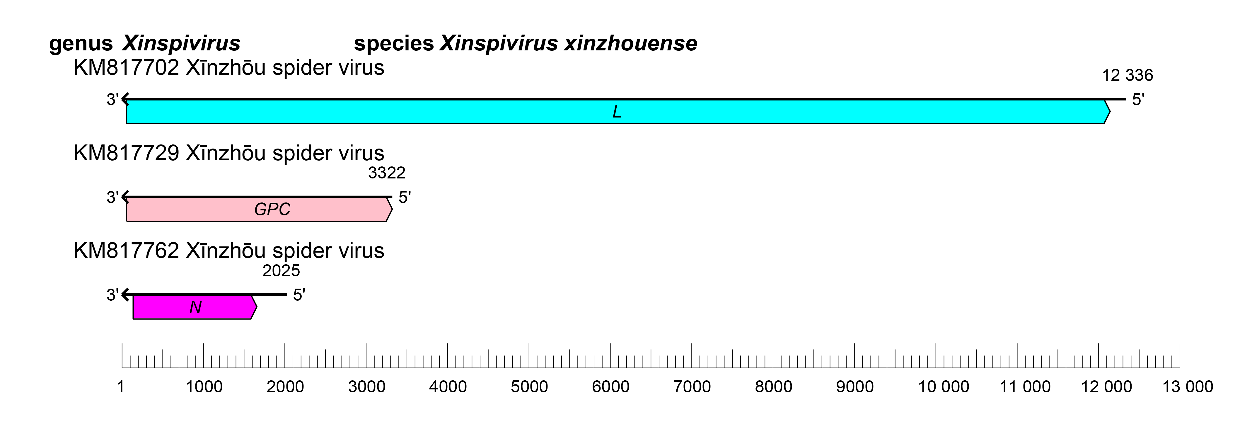Xinspivirus genome