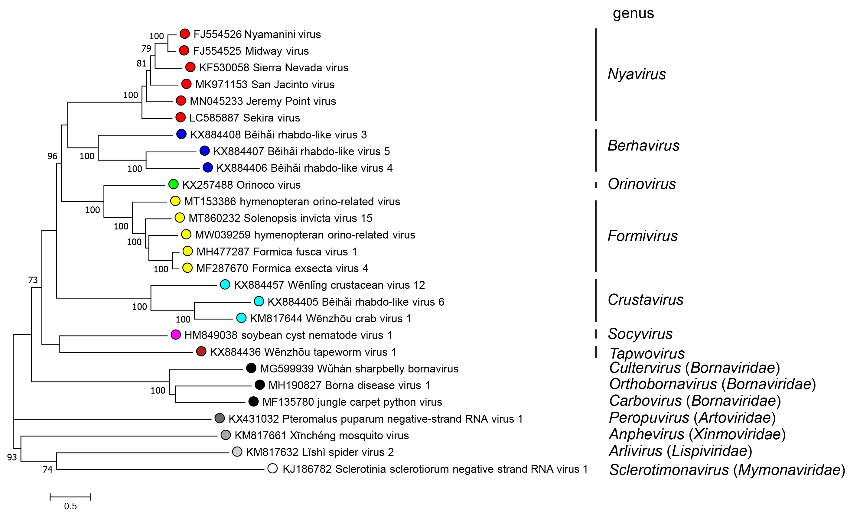 Phylogenetic tree Nyamiviridae