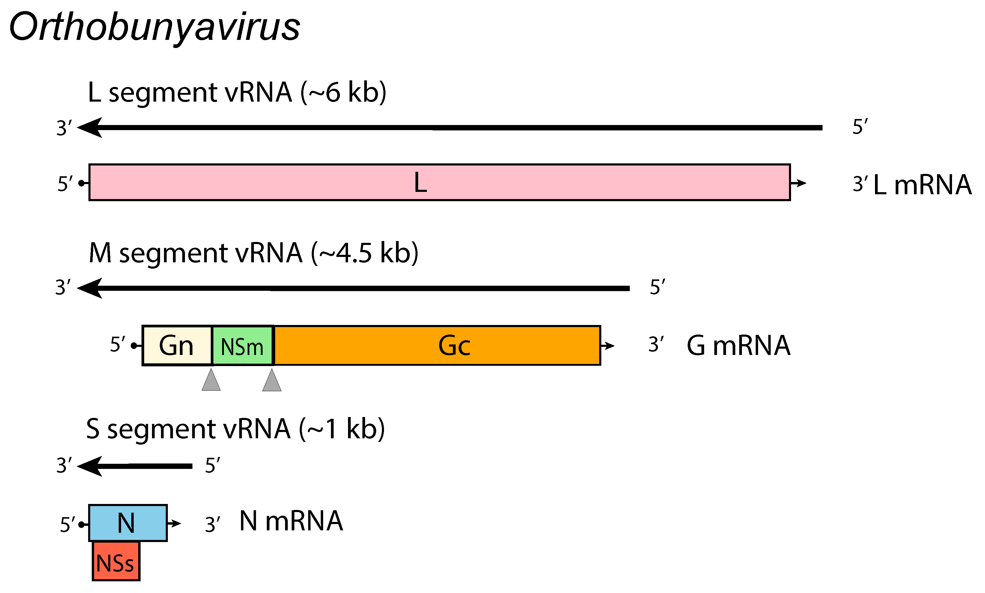 Genome diagram Orthobunyavirus