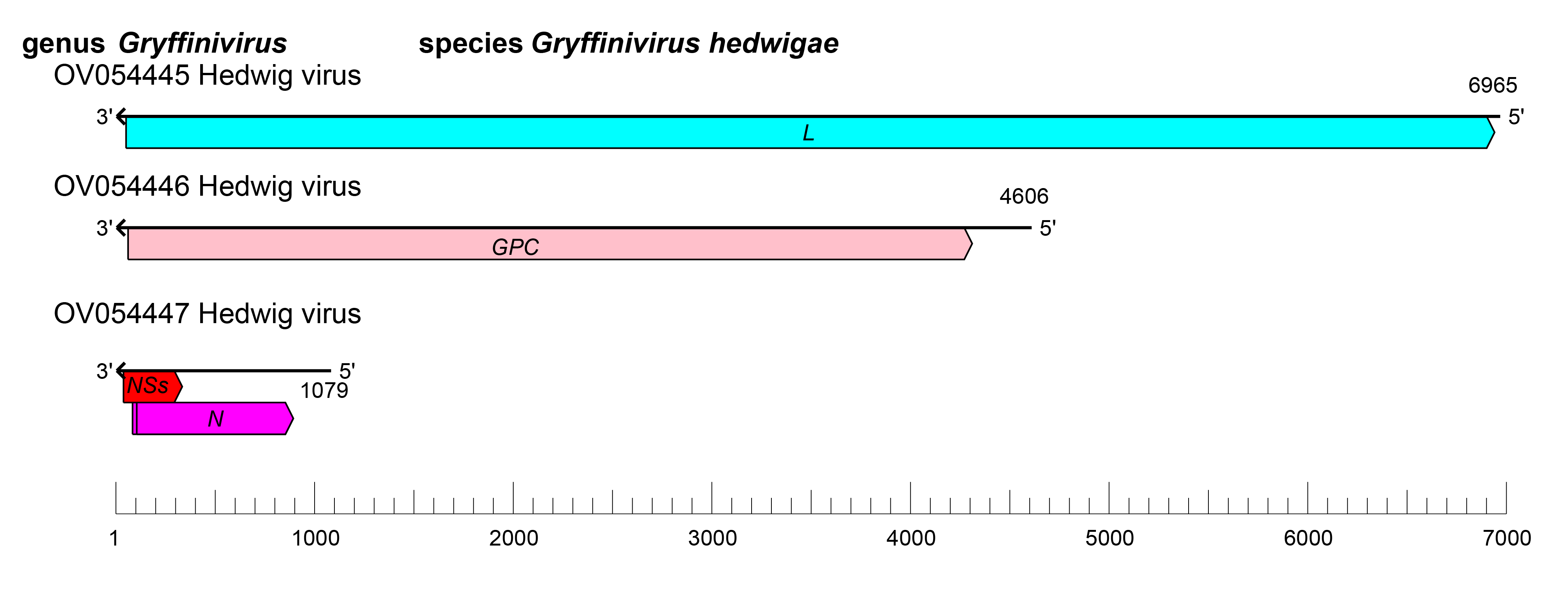 Gryffinivirus genome