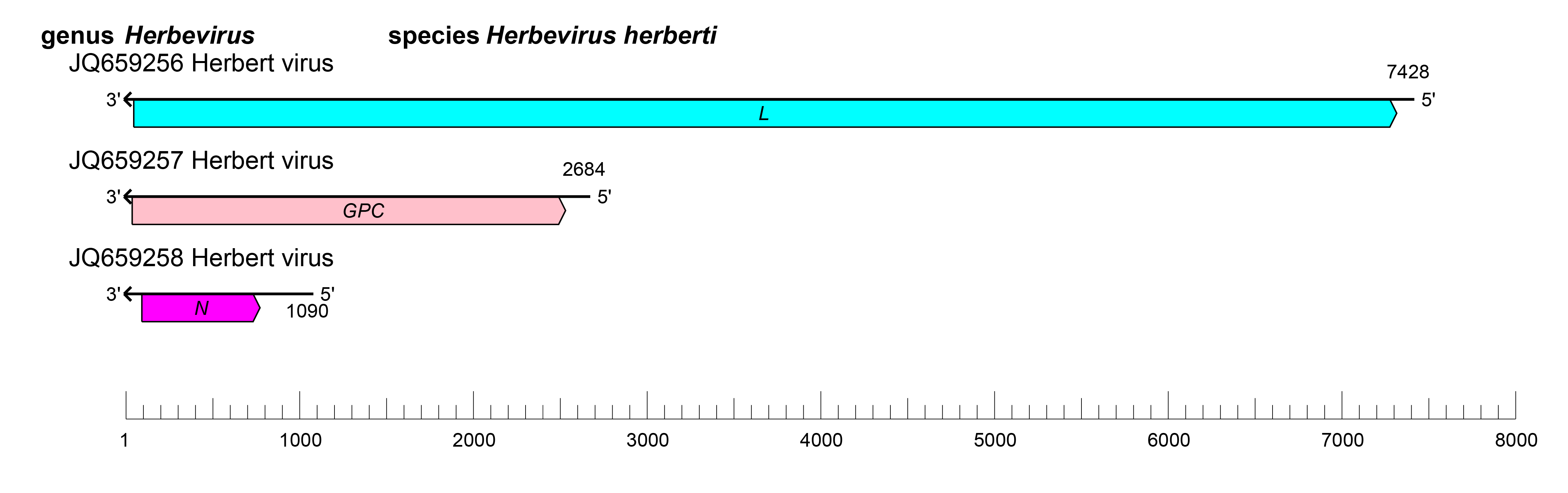 Herbevirus genome