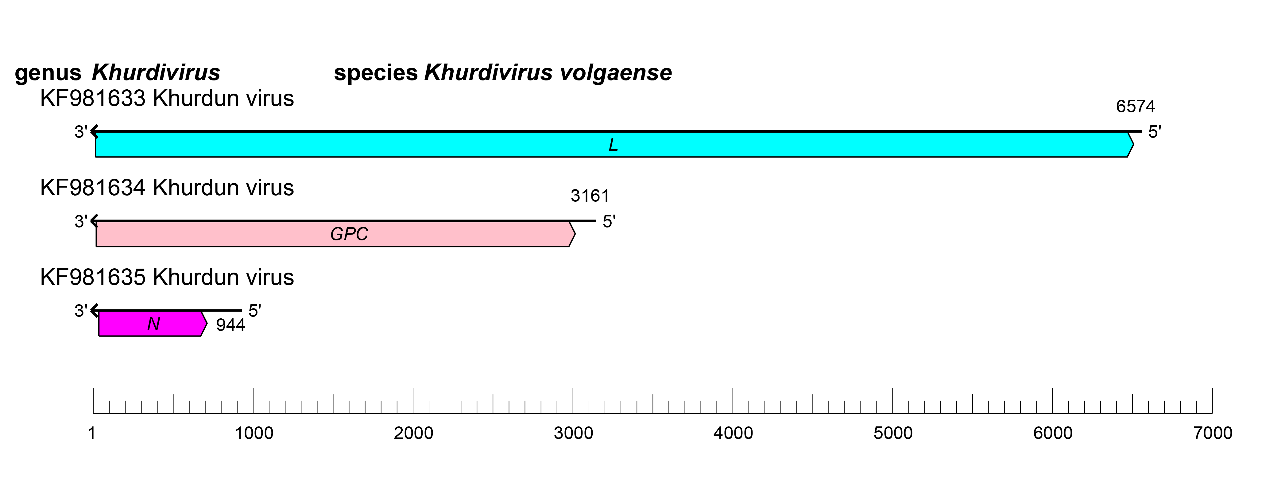 Khurdivirus genome