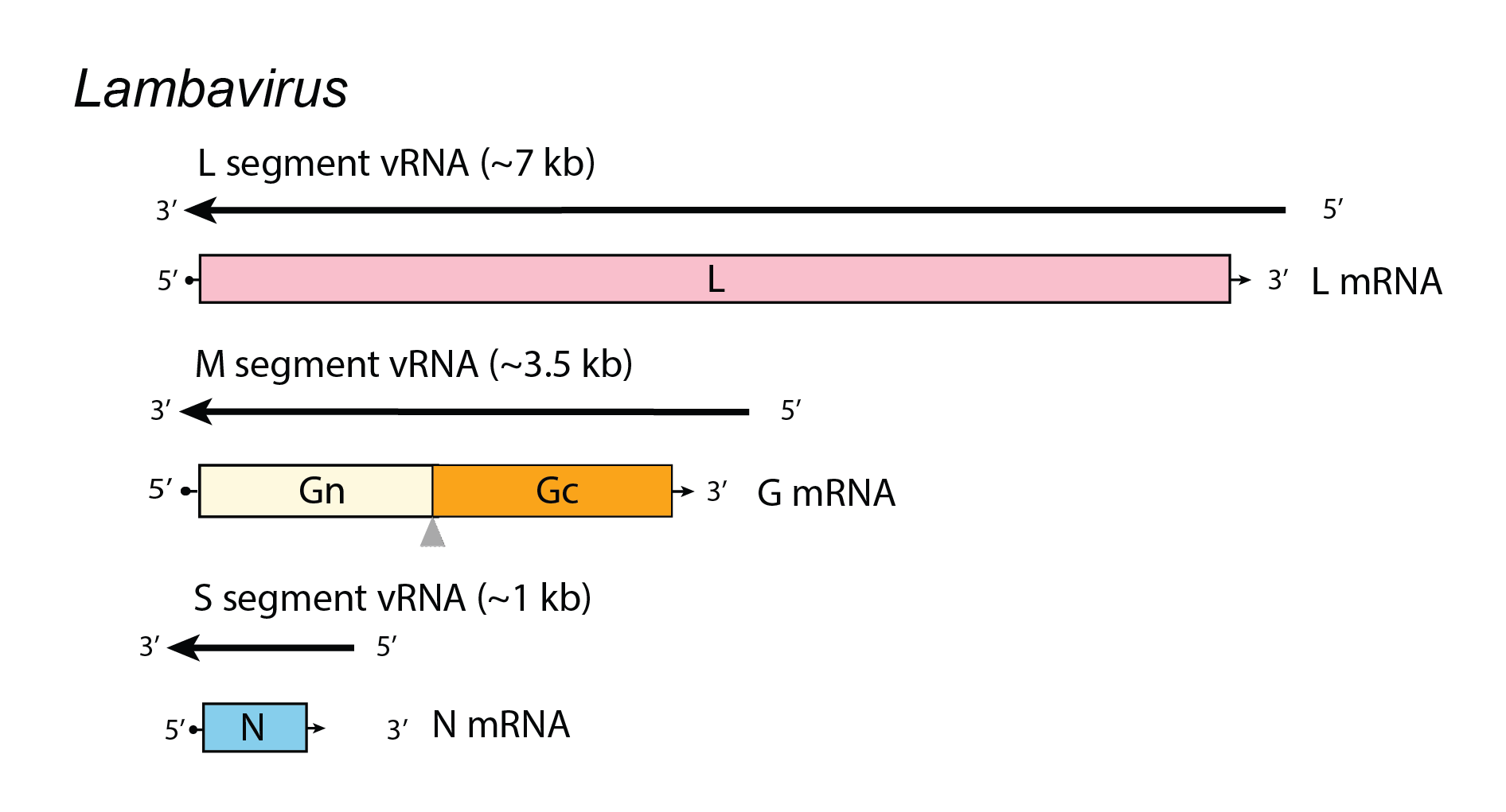 Lambavirus genome organisation
