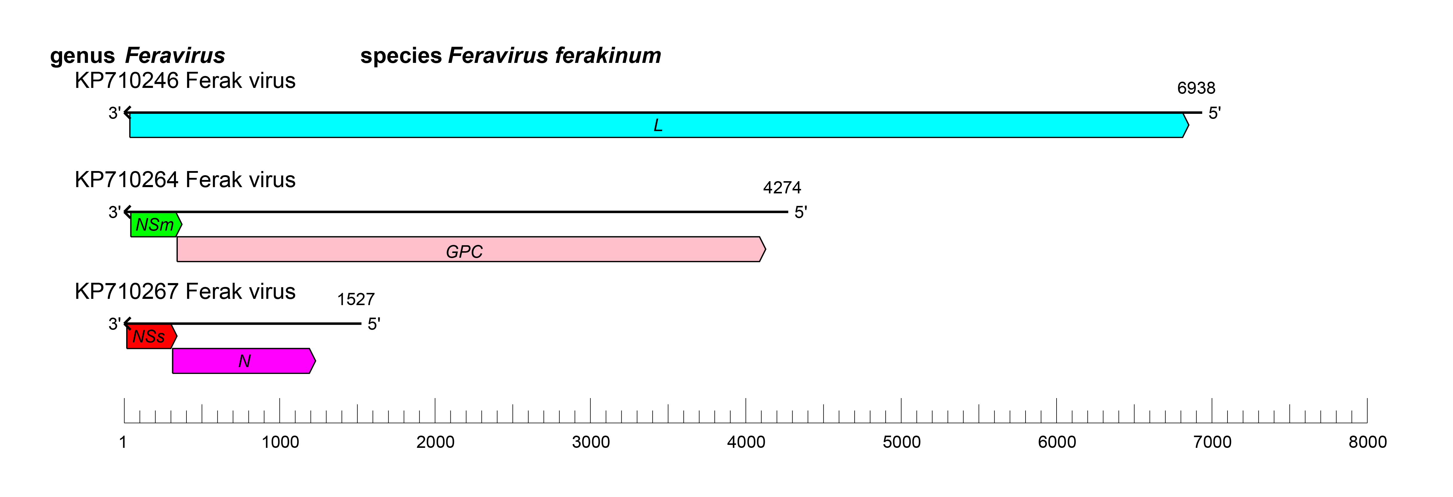 Feravirus genome