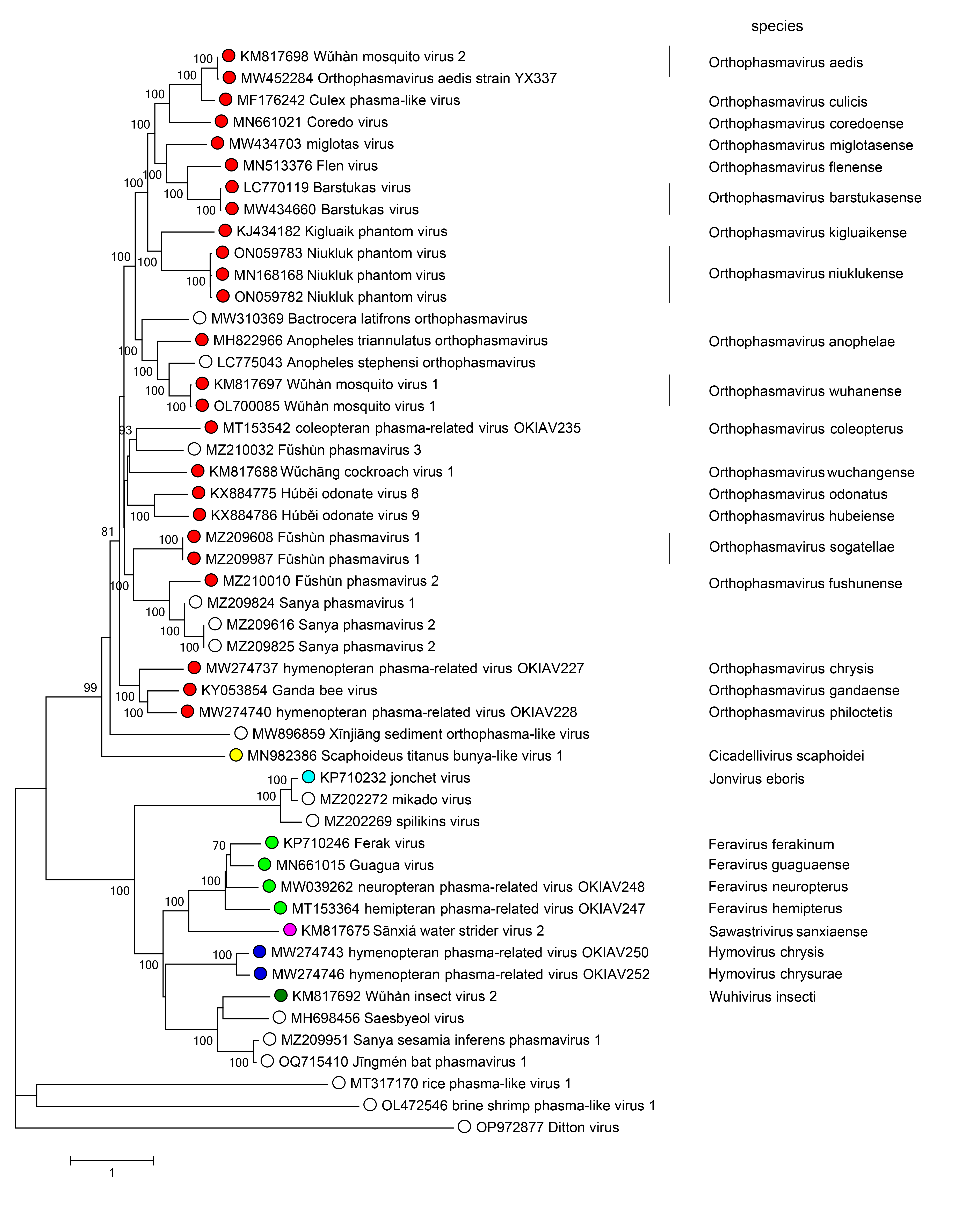 Phasmaviridae phylogeny