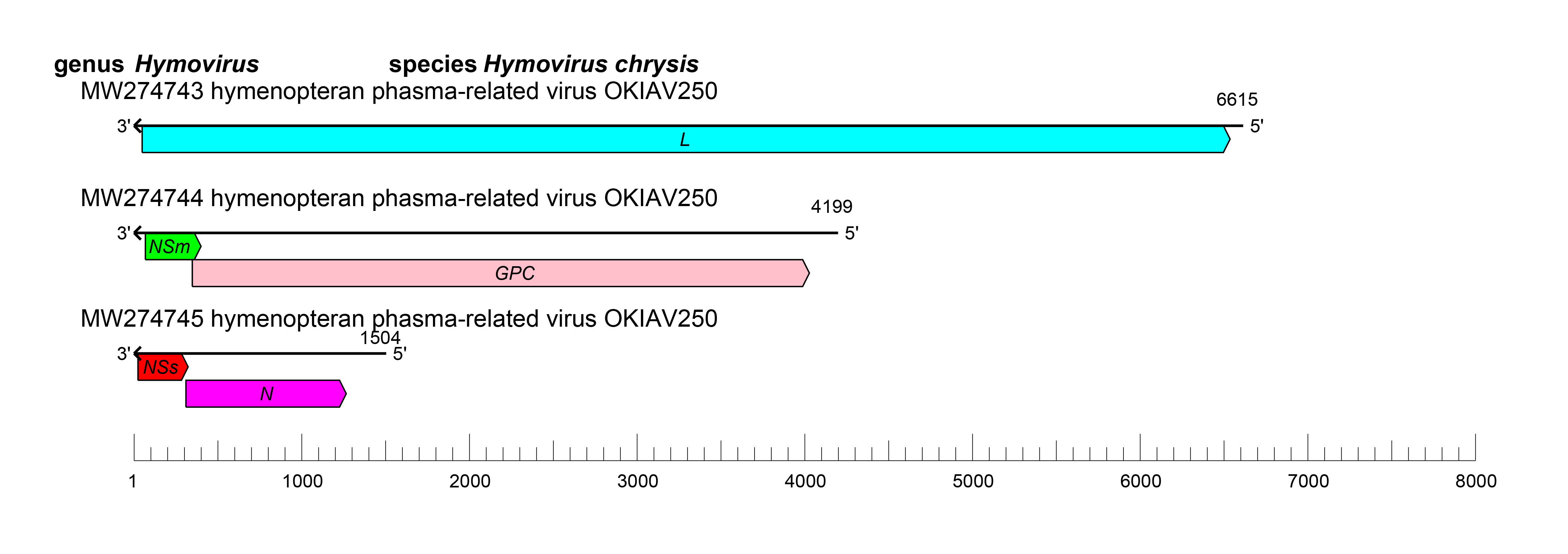 Hymovirus genome