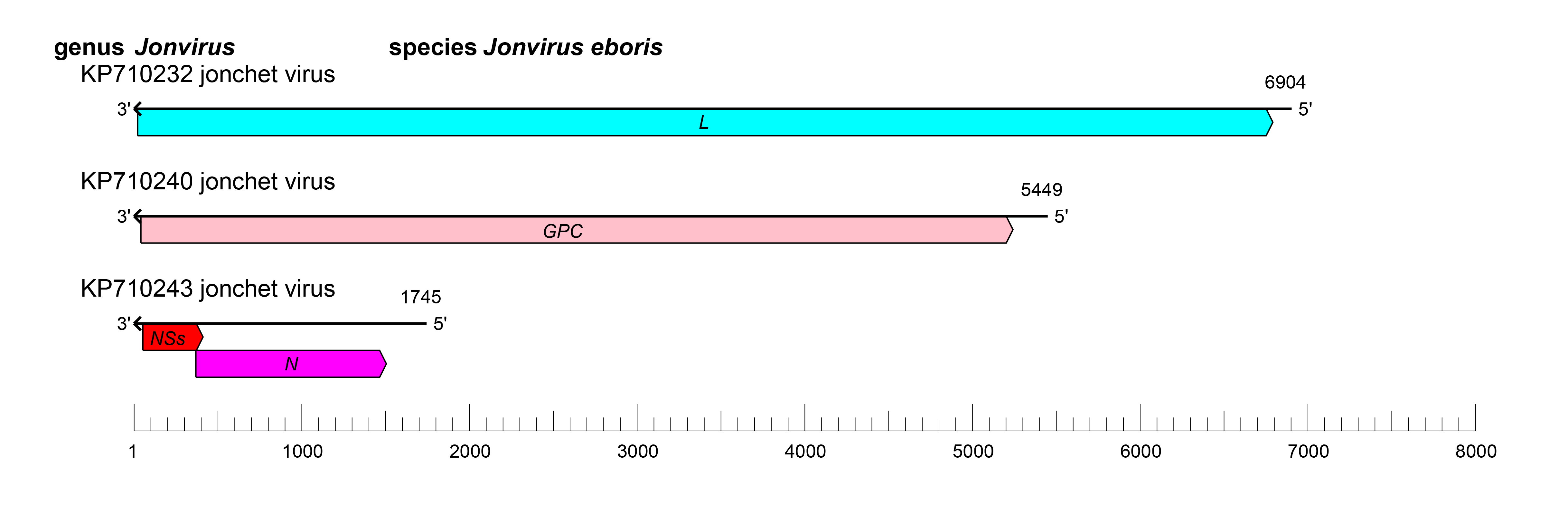 Jonivirus genome