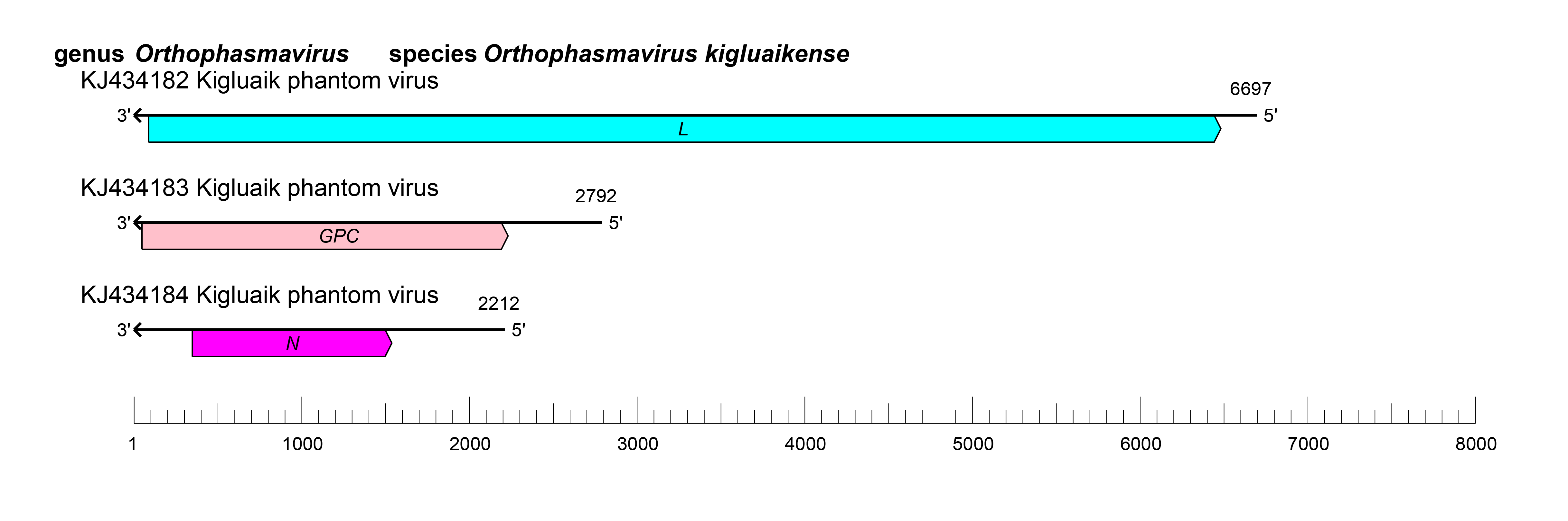Orthophasmavirus genome