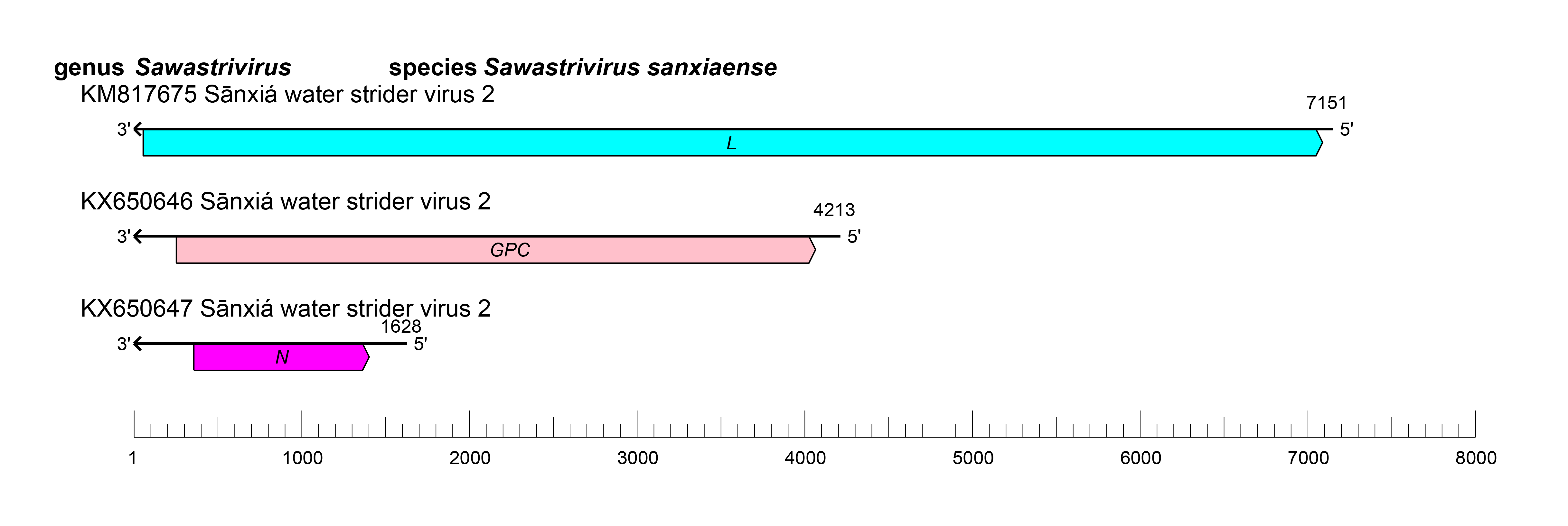Sawastrivirus genome