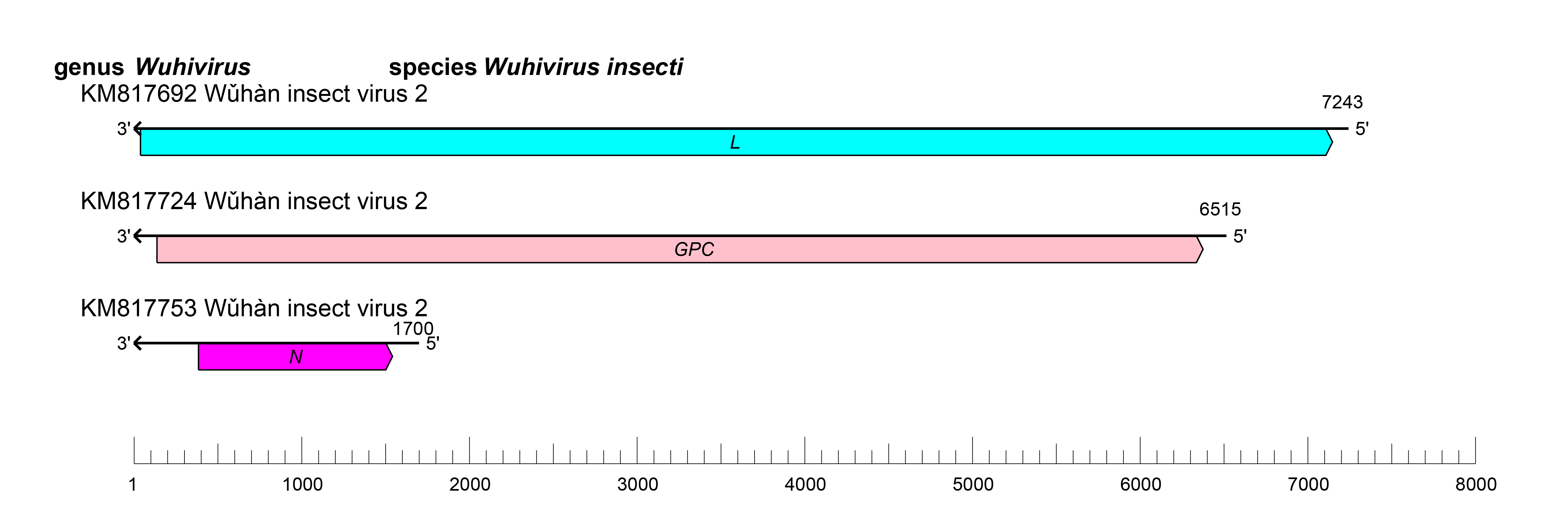 Wuhivirus genome