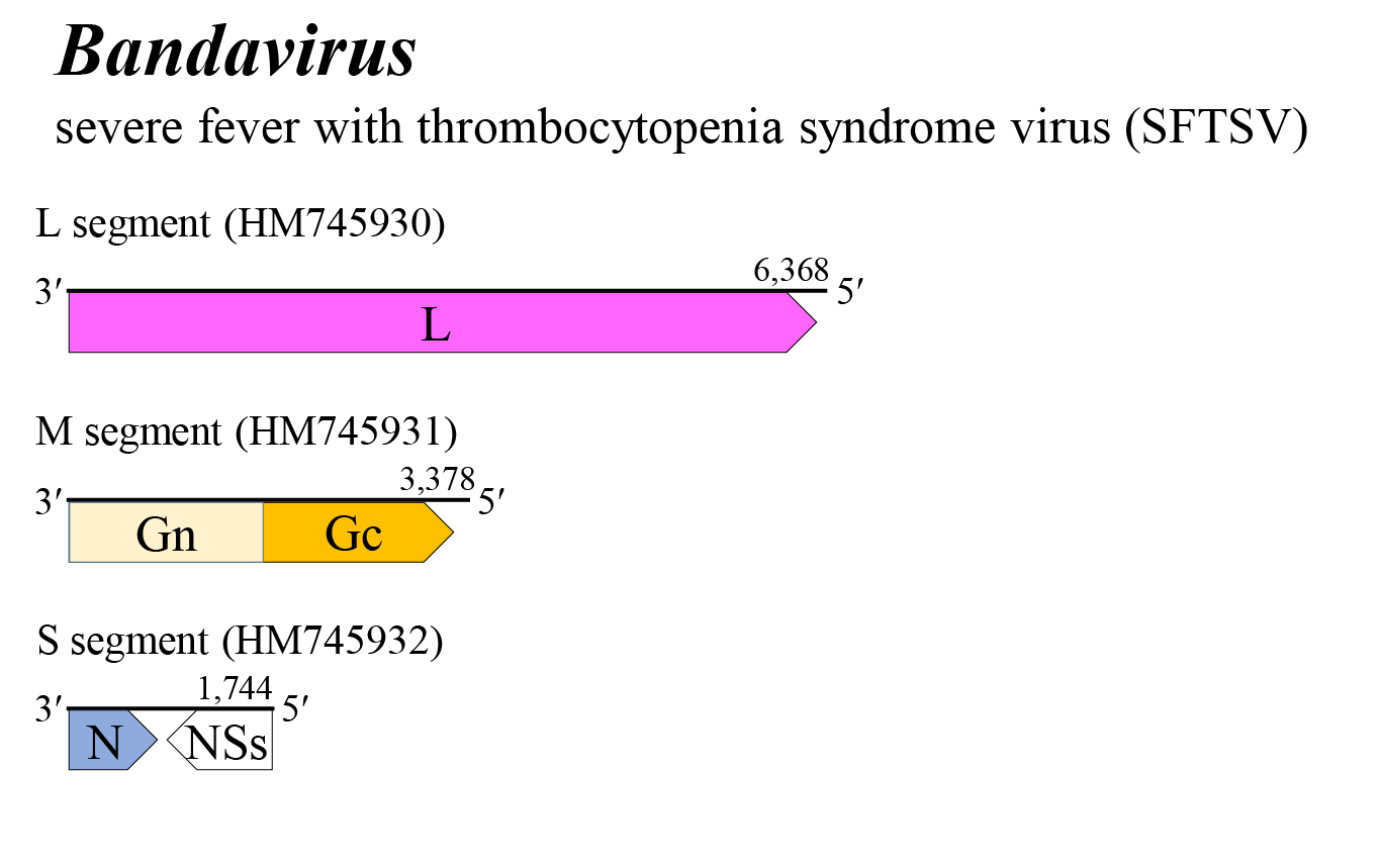 Bandavirus genome