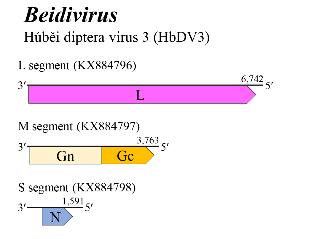 Beidivirus genome