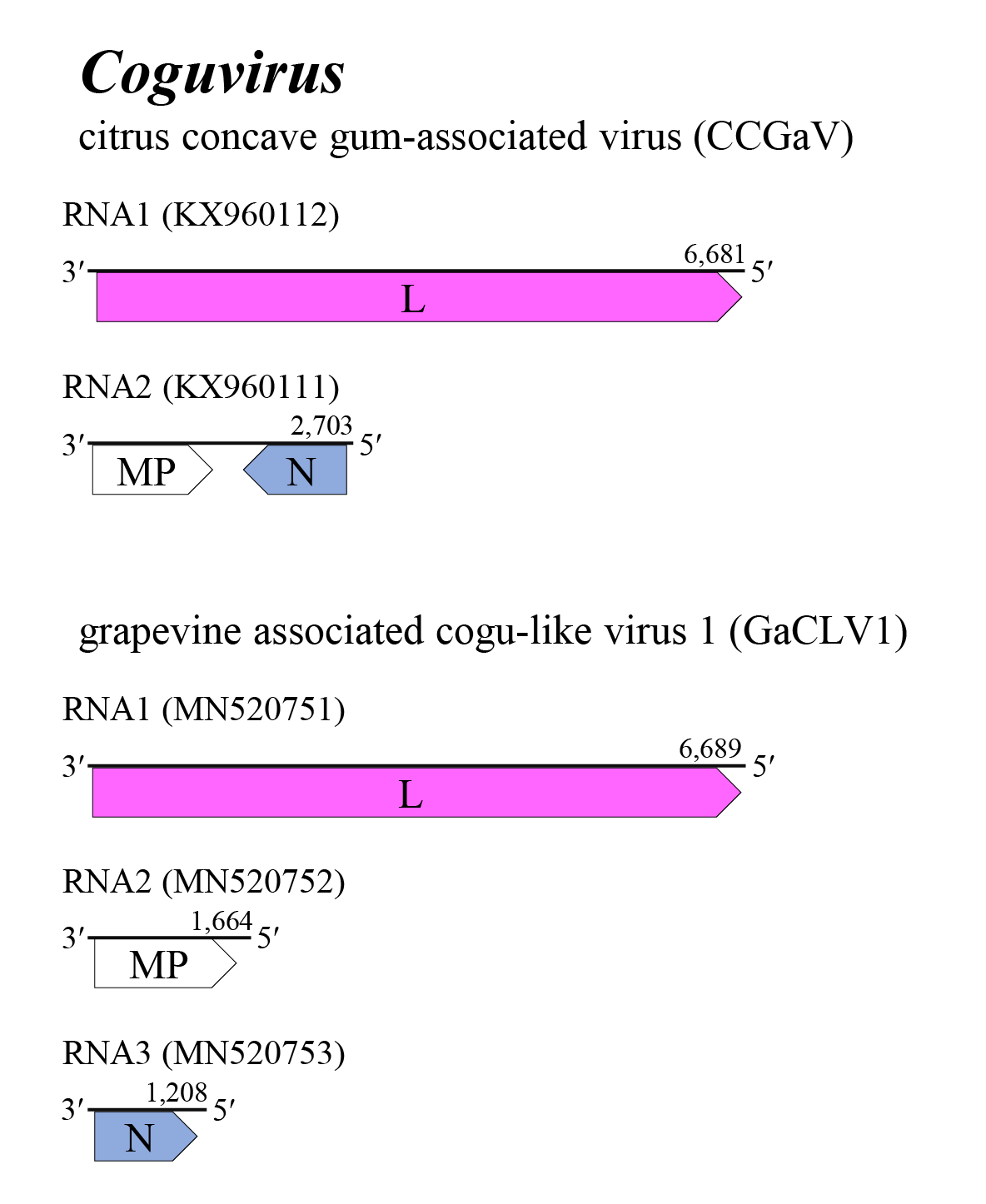 Coguvirus genome