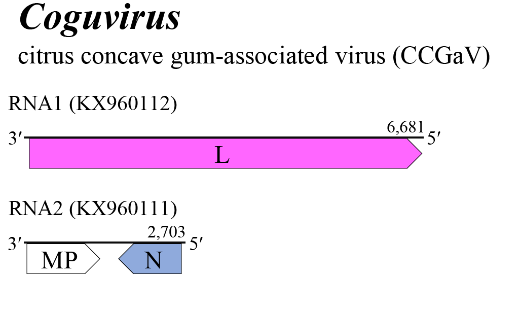 Coguvirus genome