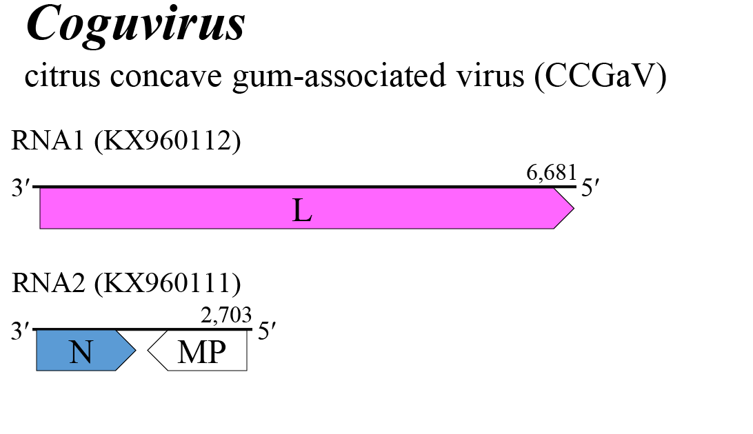 Coguvirus genome
