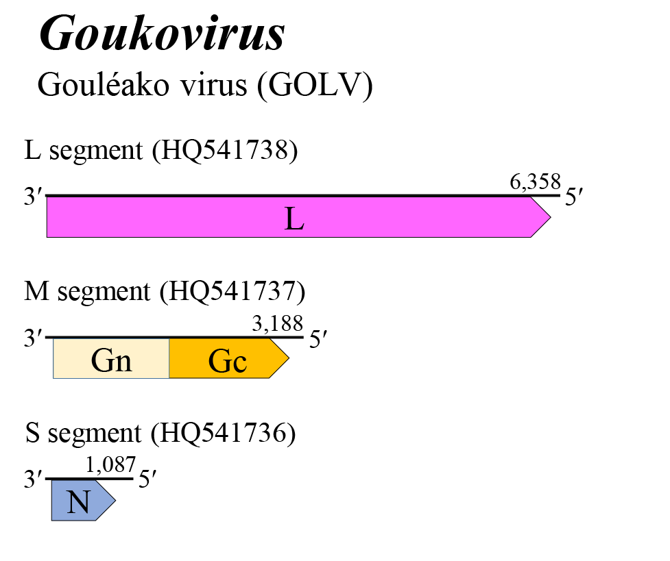 Goukovirus genome