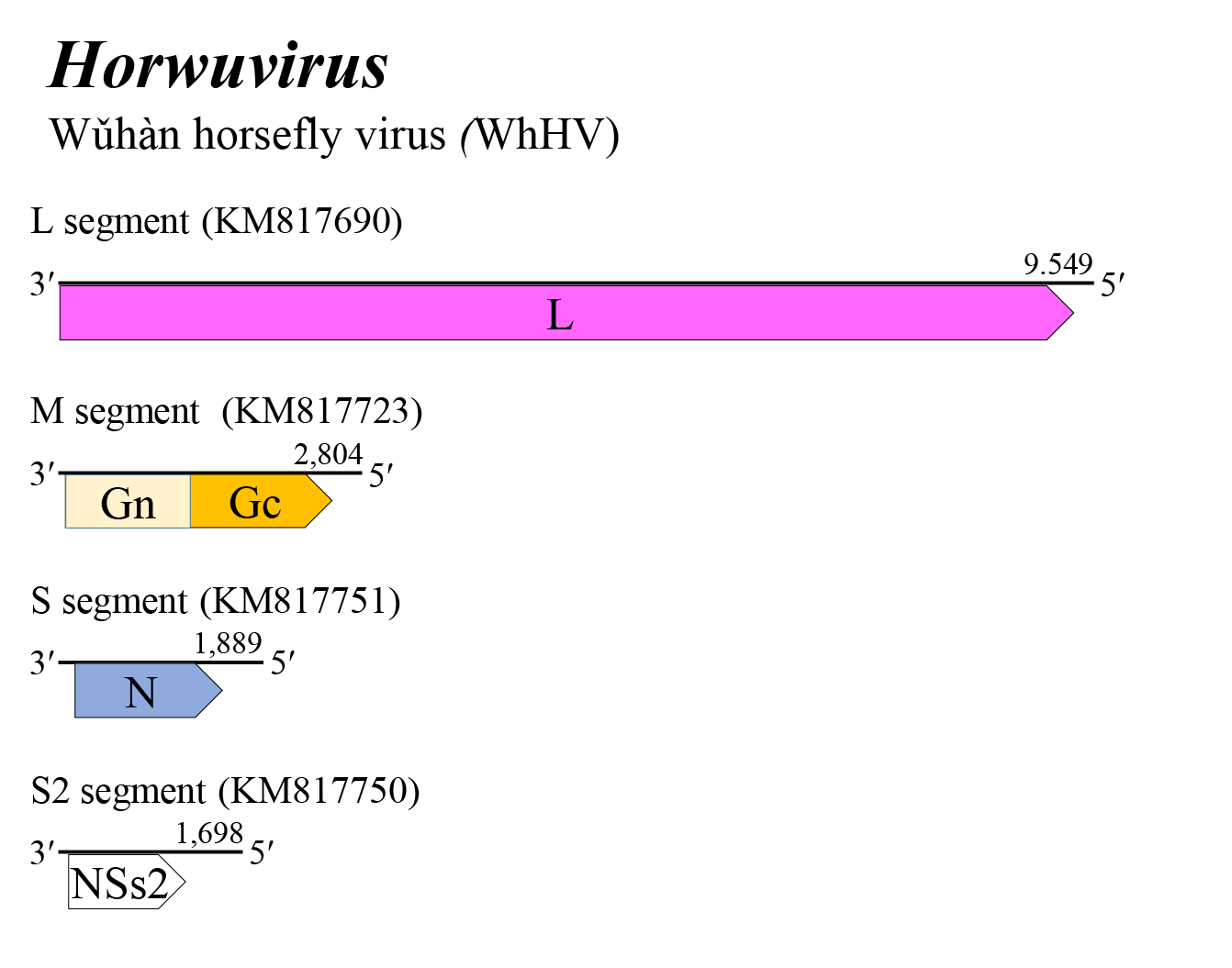 Horwuvirus genome