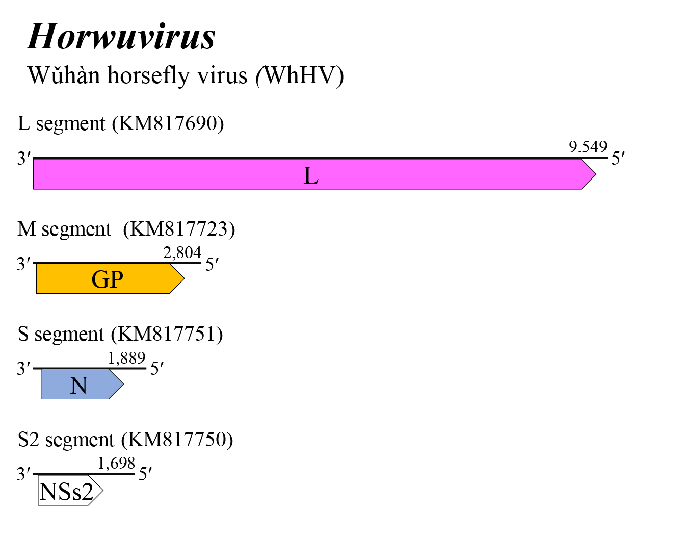 Horwuvirus genome