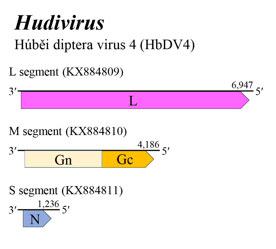 Hudivirus genome