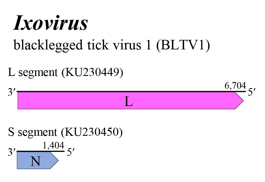 Ixovirus genome