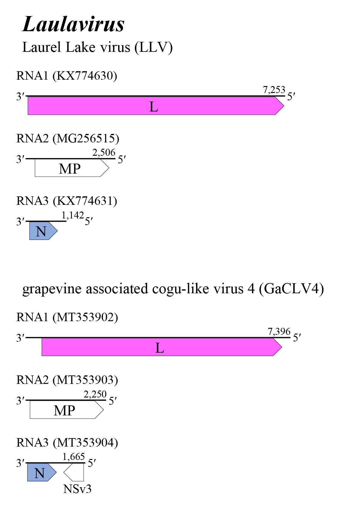 Laulavirus genome