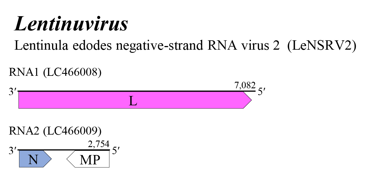 Lentinuvirus genome