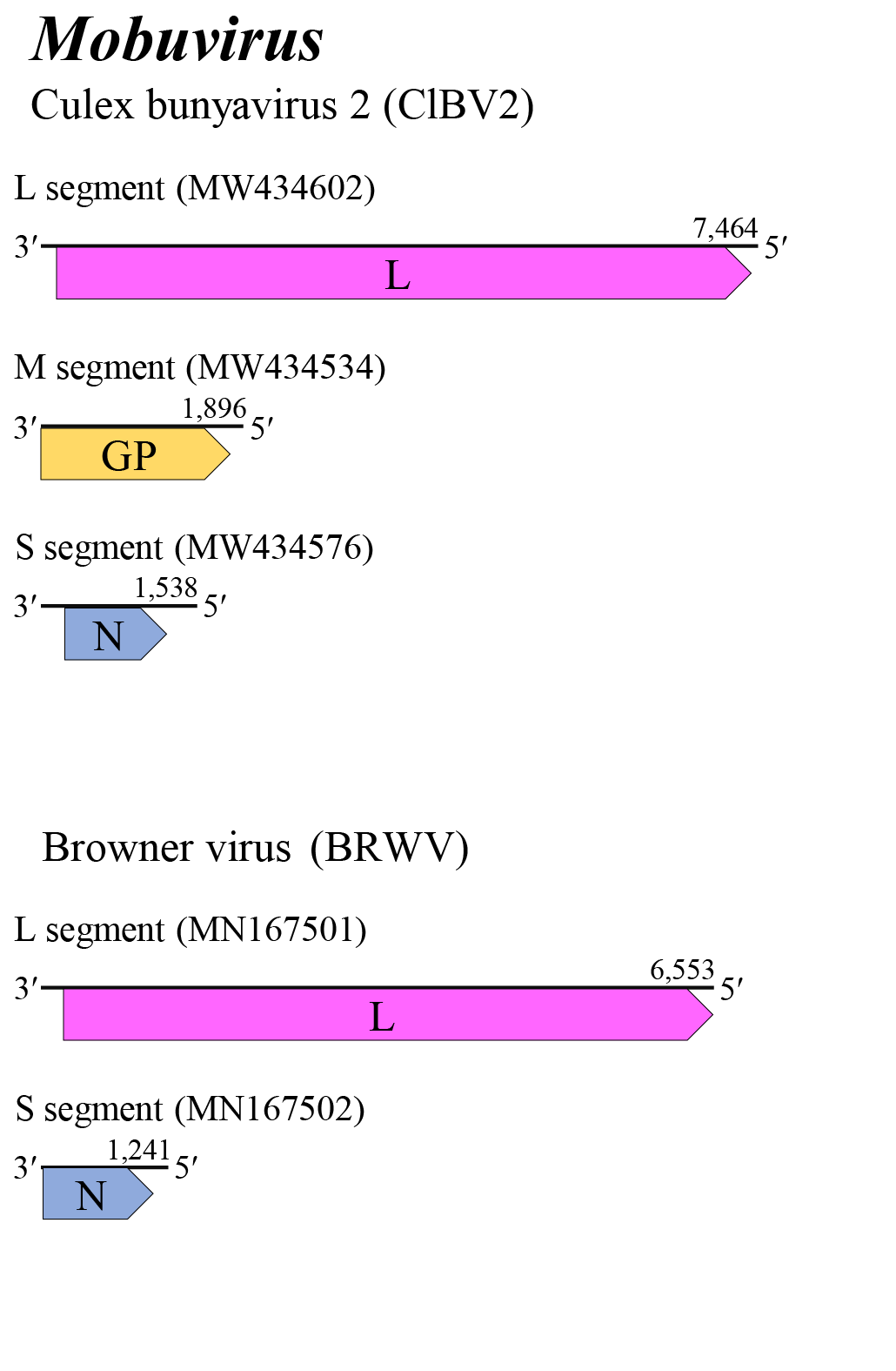 Mobuvirus genome