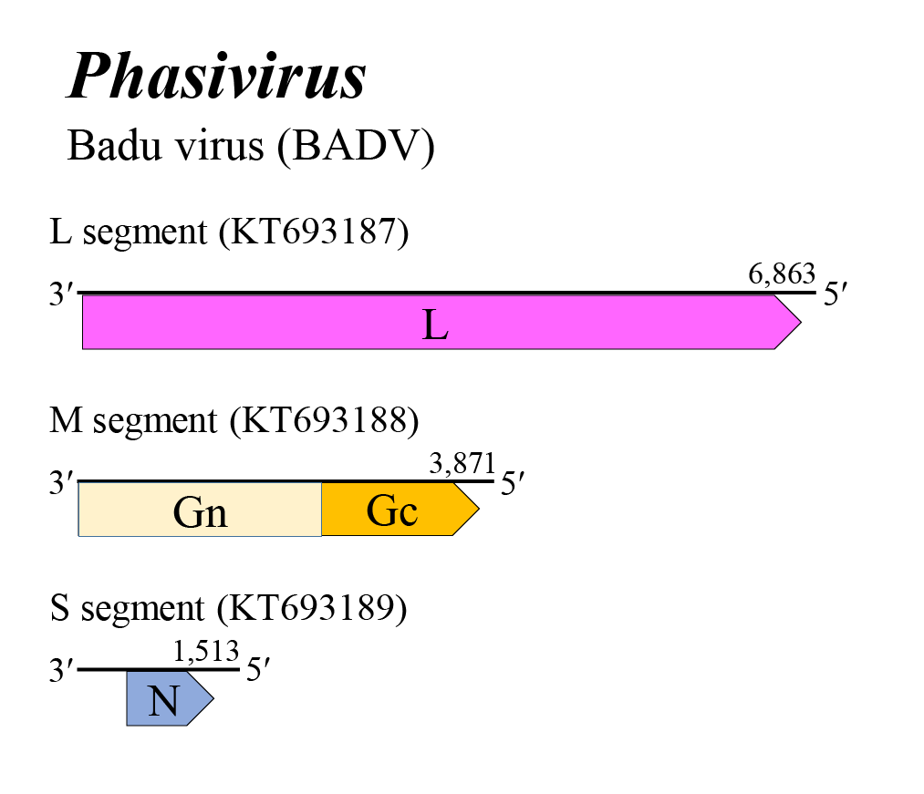 Phasivirus genome
