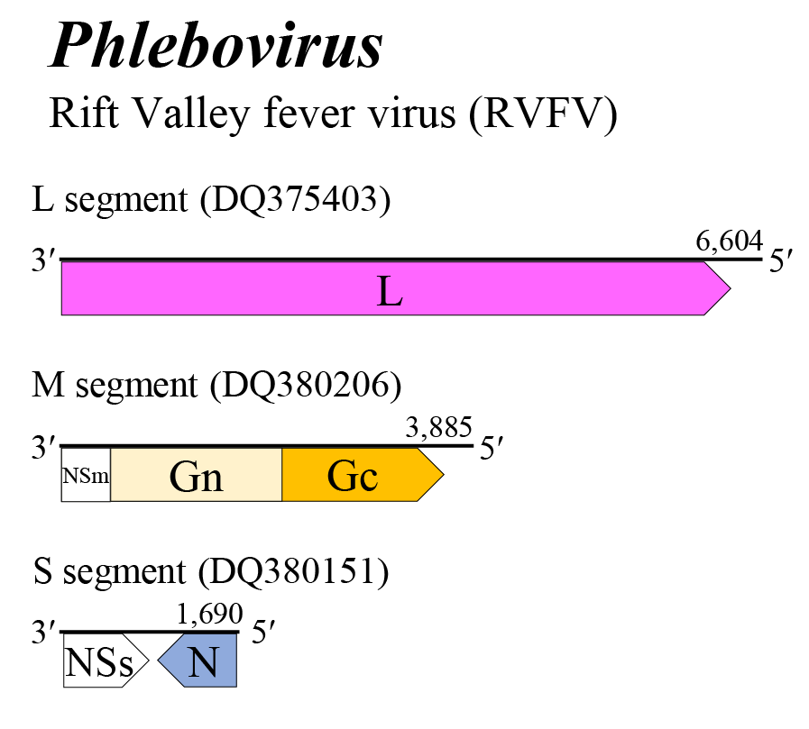 Phelbovirus genome