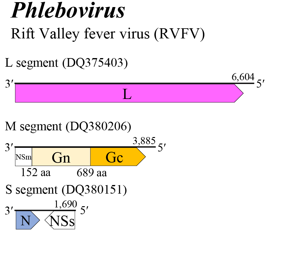 Phlebovirus genome