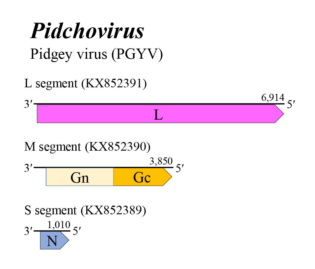 Pidchovirus genome