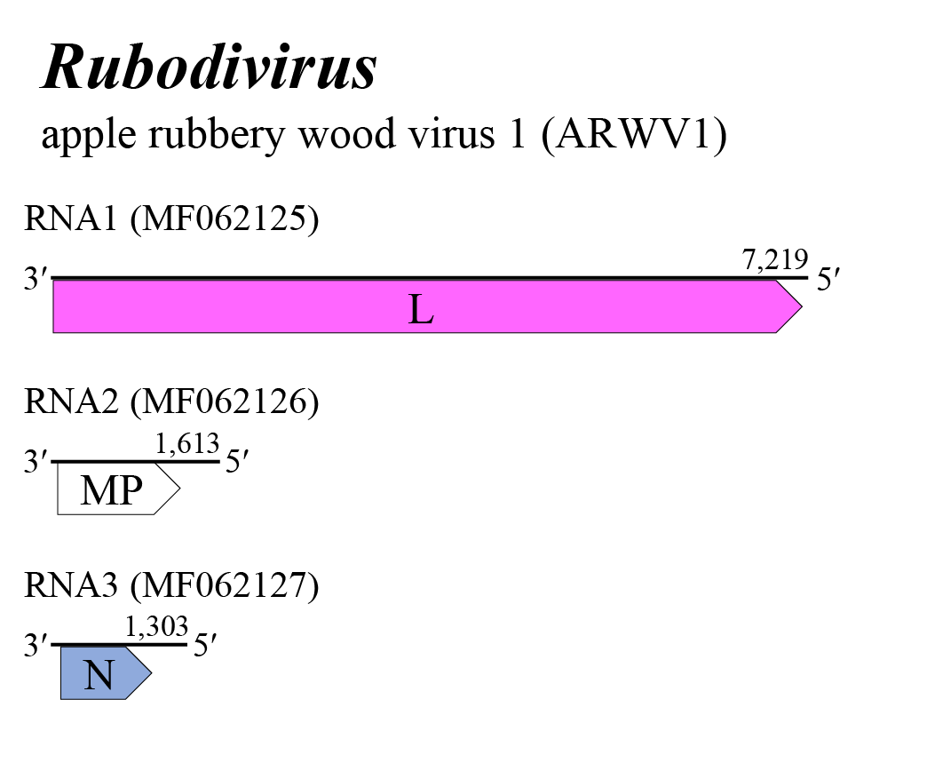 Rubovirus genome