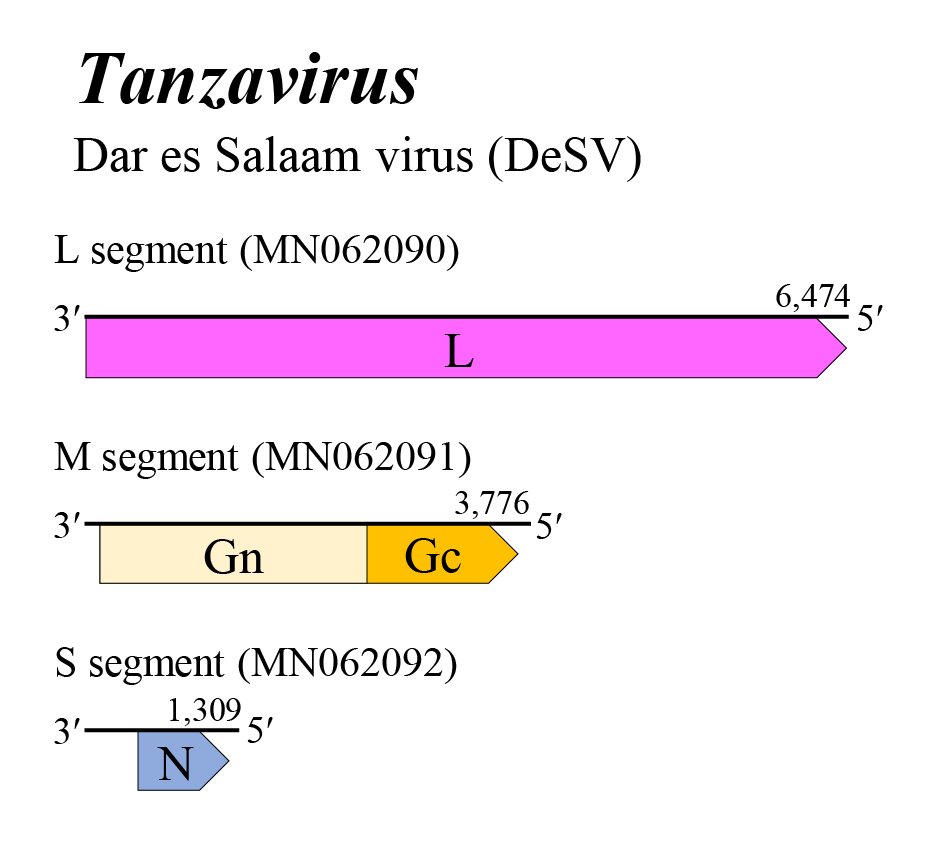 Tanzavirus genome