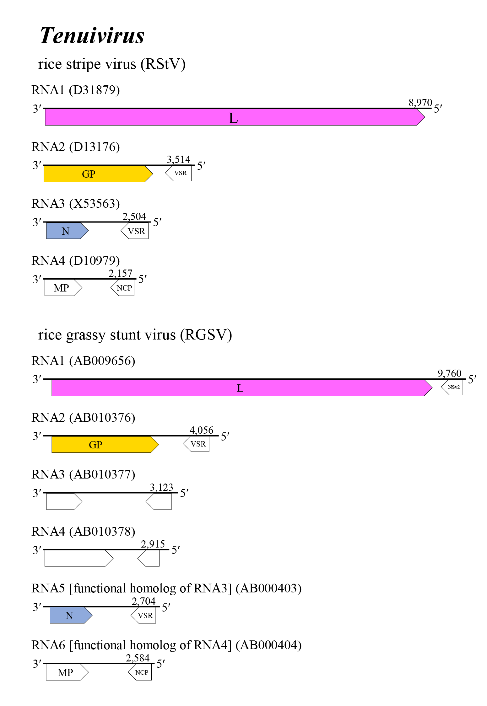 Tenuivirus genome