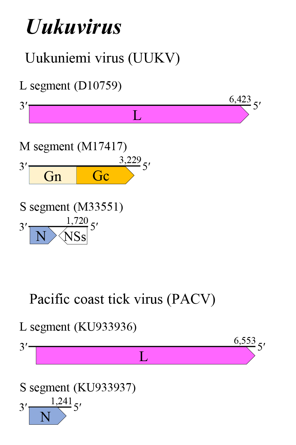 Uukuvirus genome