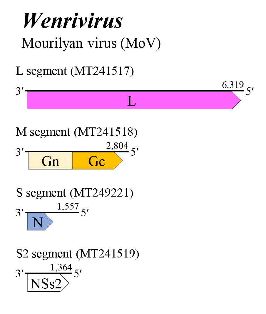 Wenrivirus genome