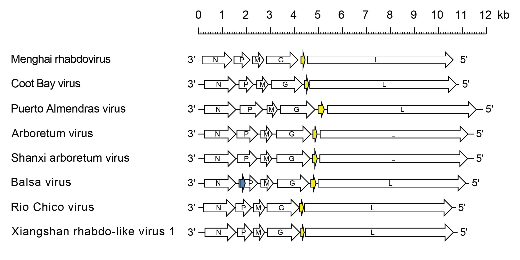 Almendravirus genomes