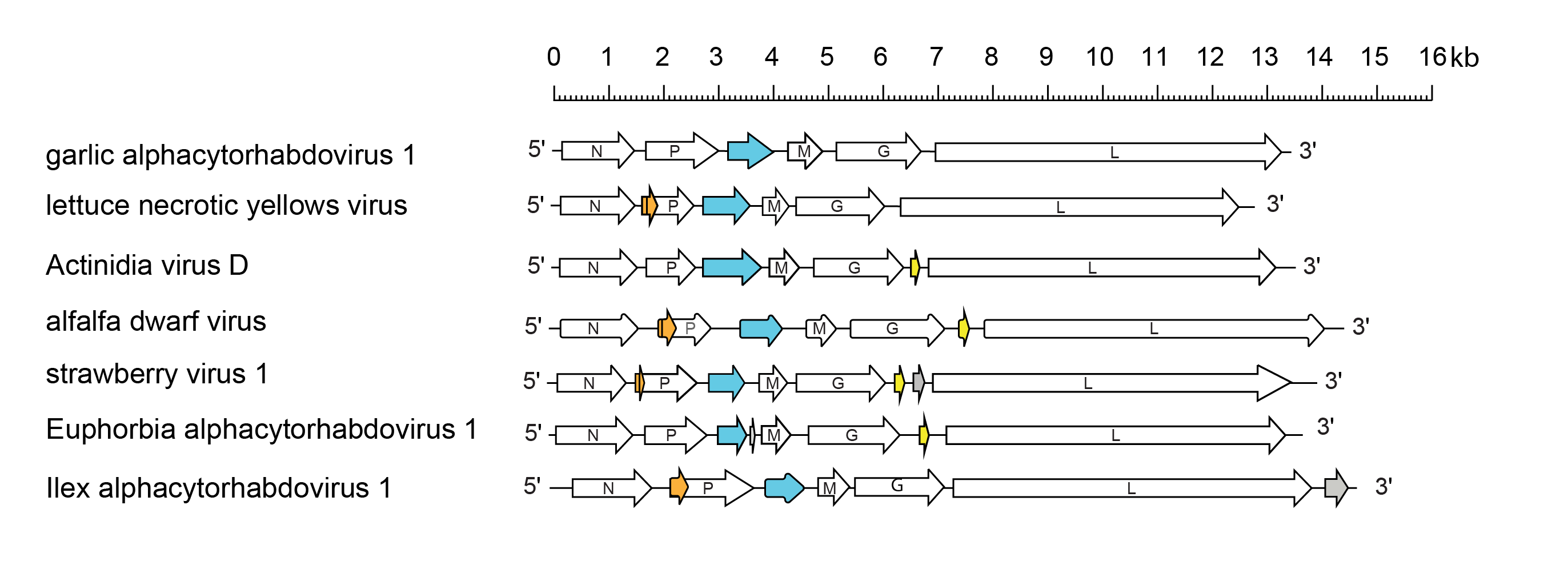 Alphacytorhabdovirus genome