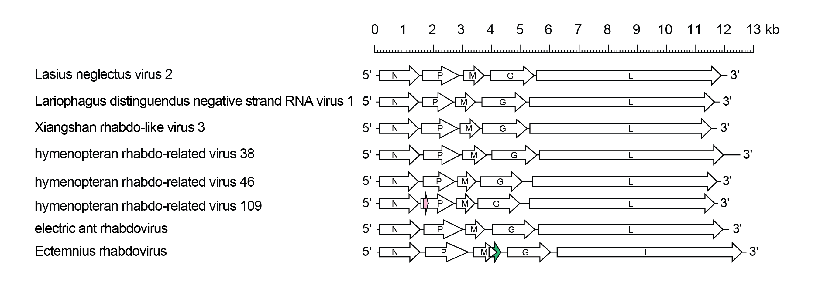 Alphahymrhavirus genome