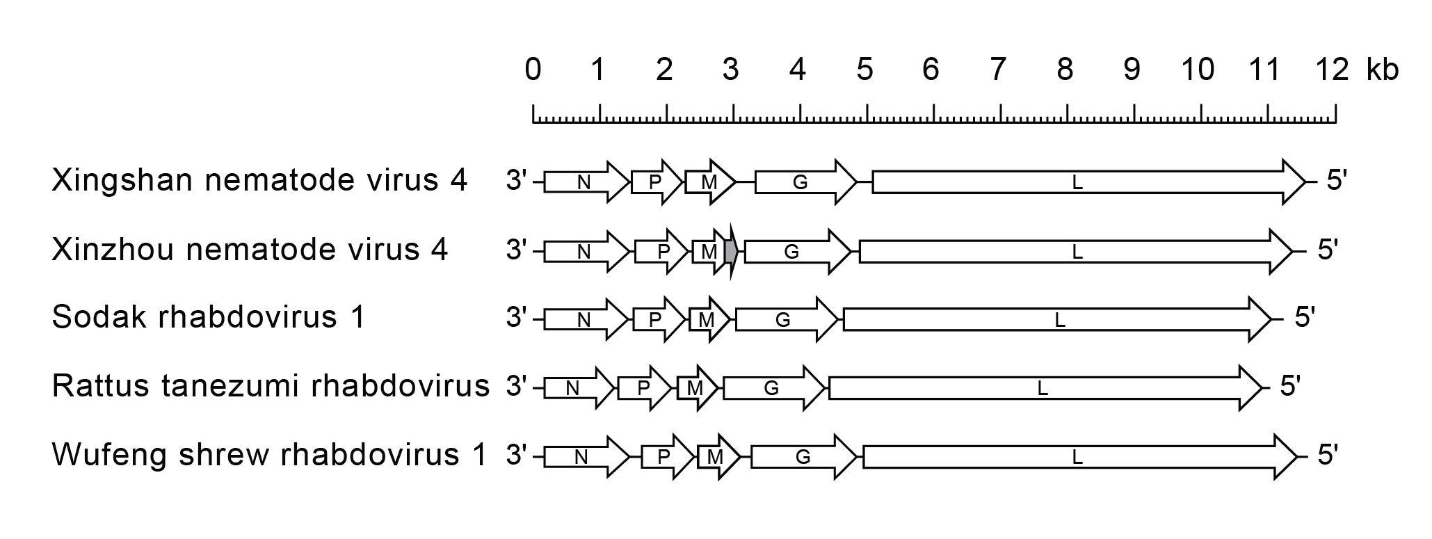 Alphanemrhavirus genome