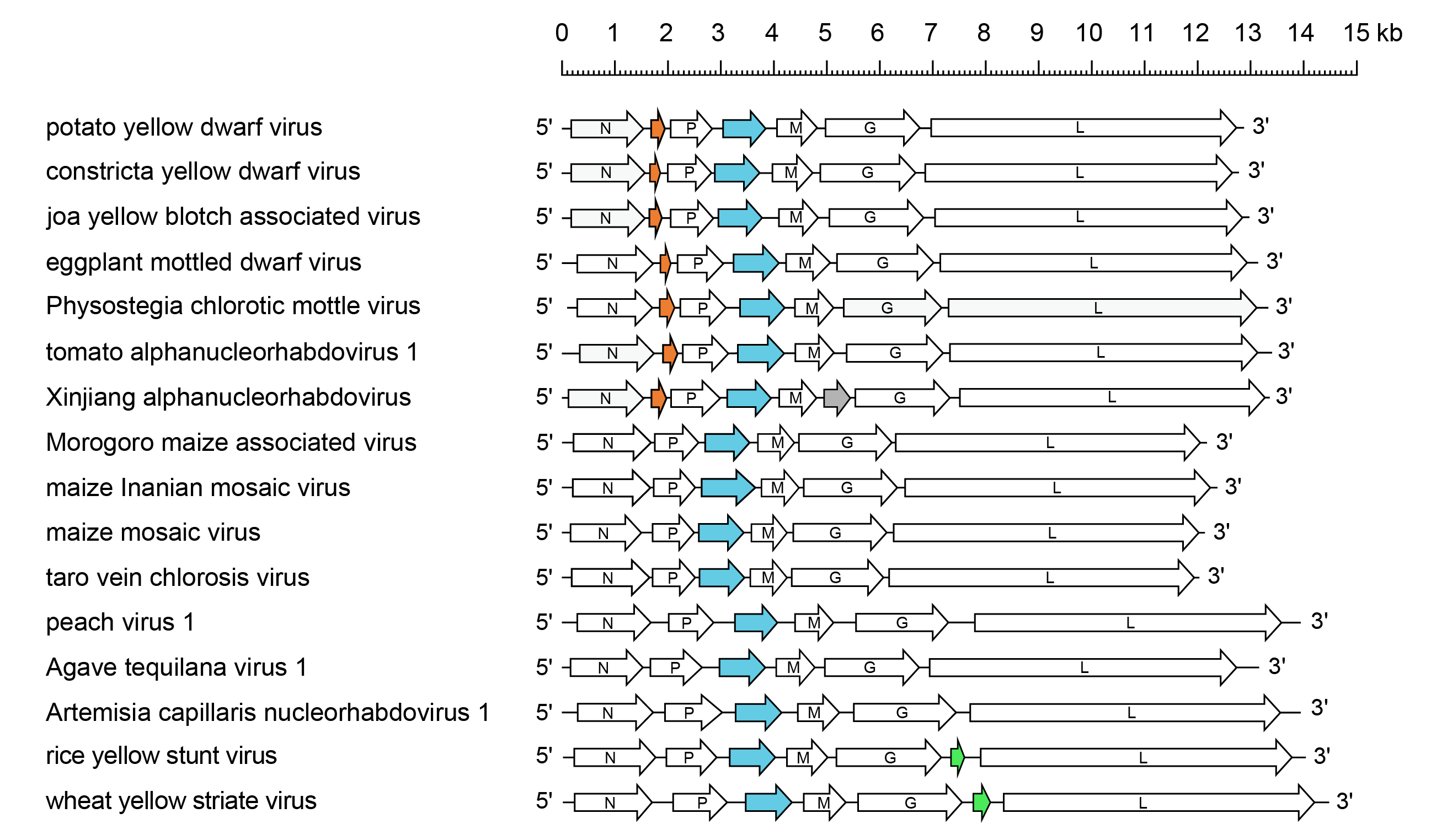 Alphanucleovirus genomes