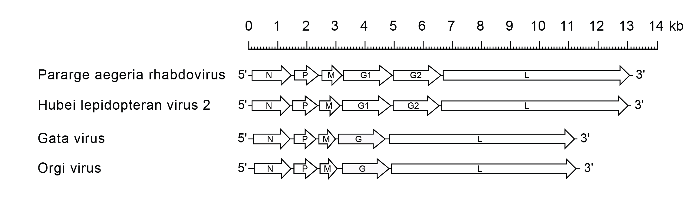 Alhapaprhavirus genome