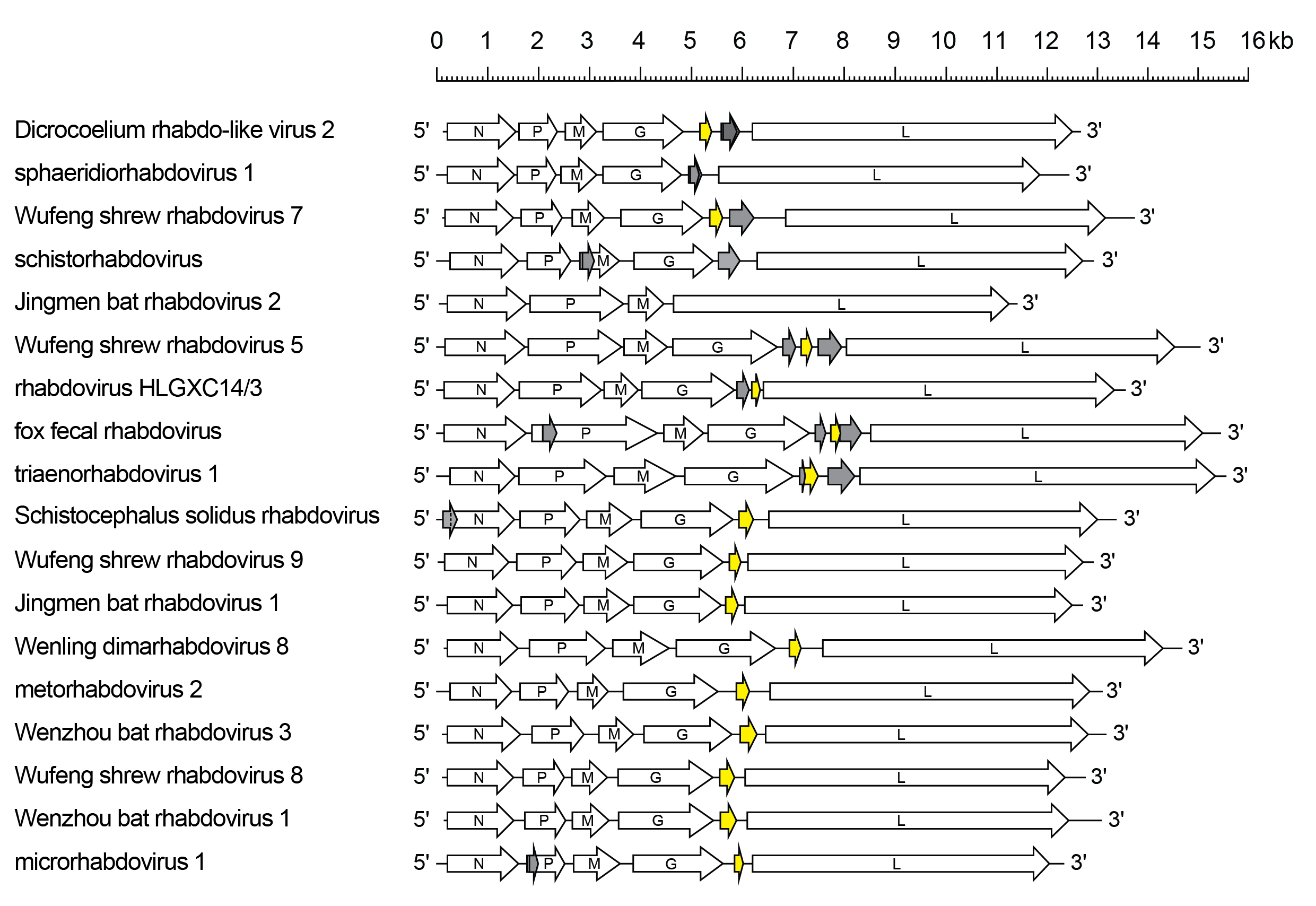 Alphaplatrhavirus genome