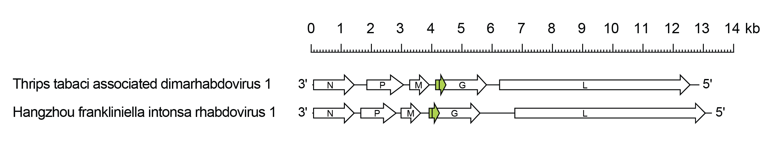 Alphathriprhavirus genome