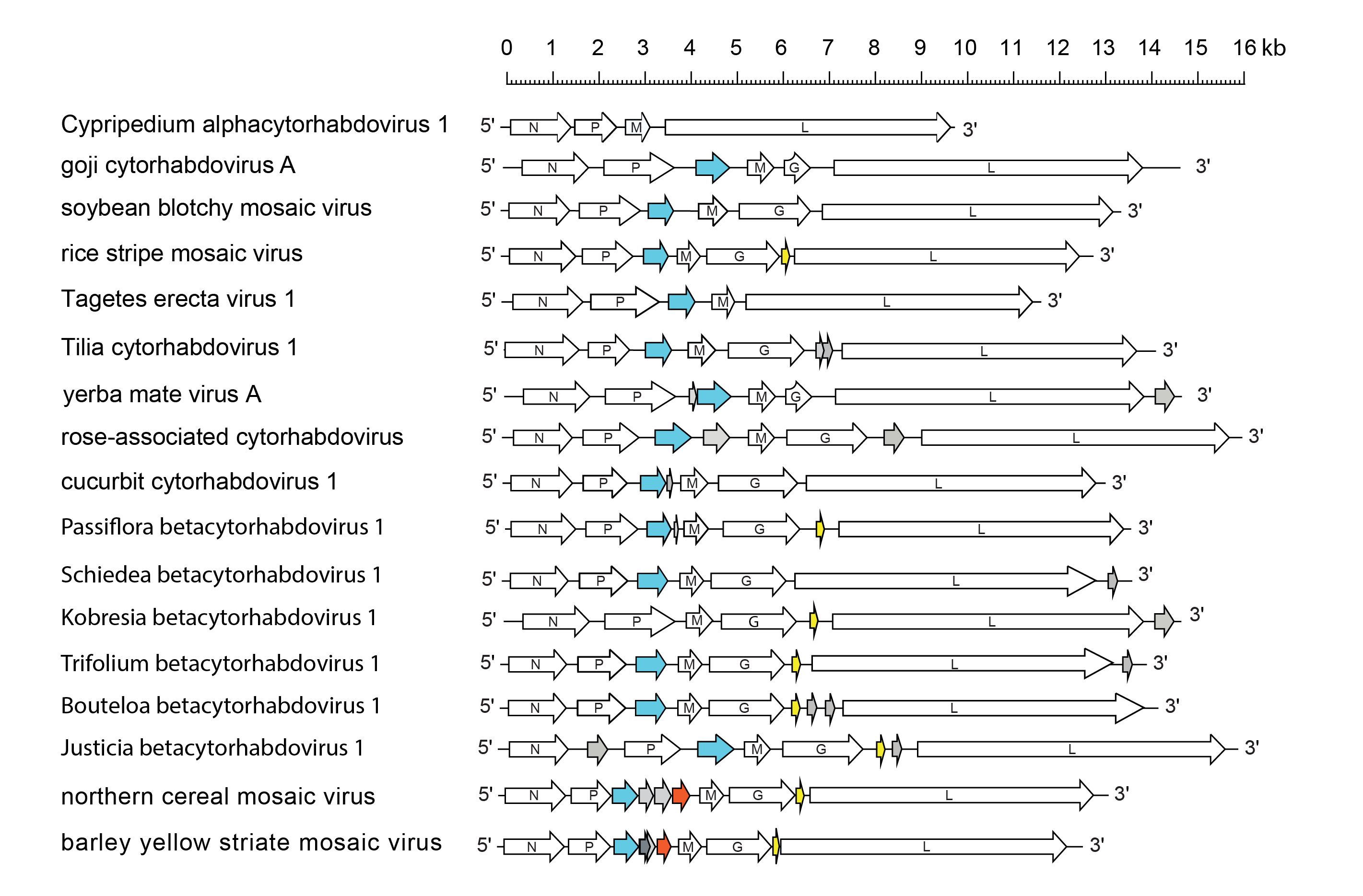 Betacytorhabdovirus genome