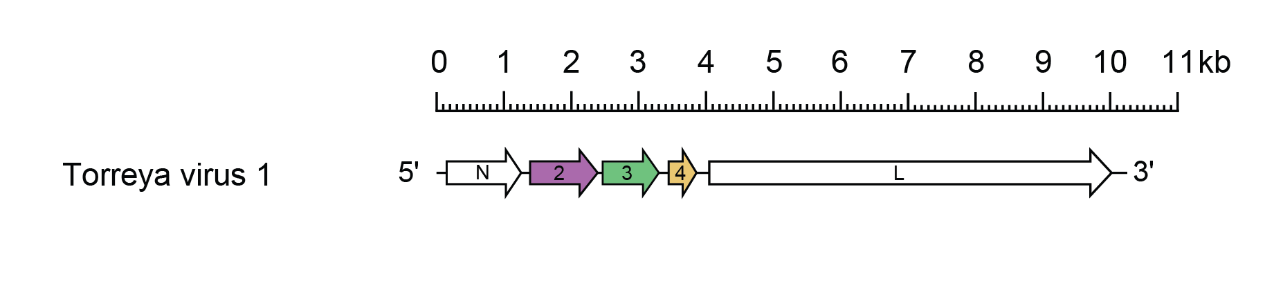 Betagymnorhavirus genome