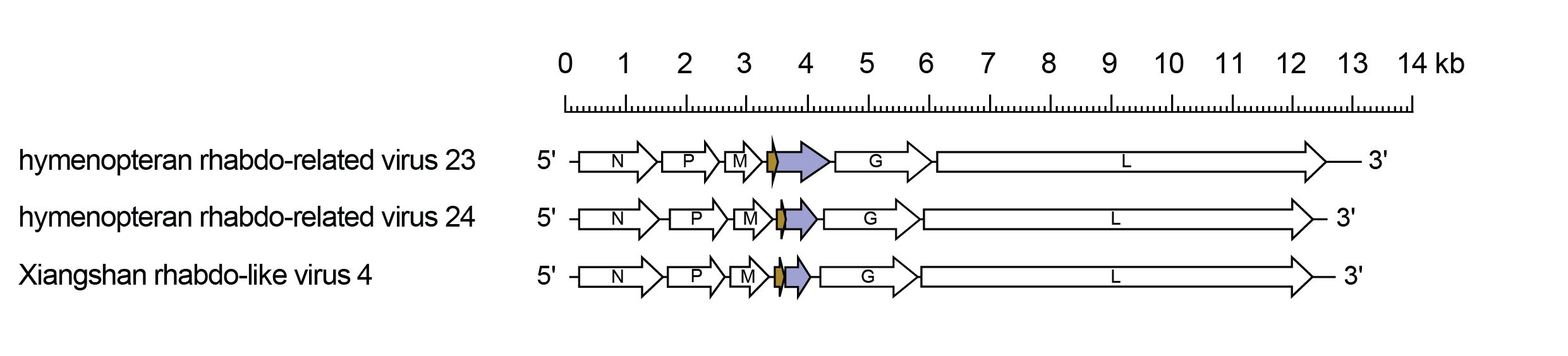 Betahymrhavirus genomes