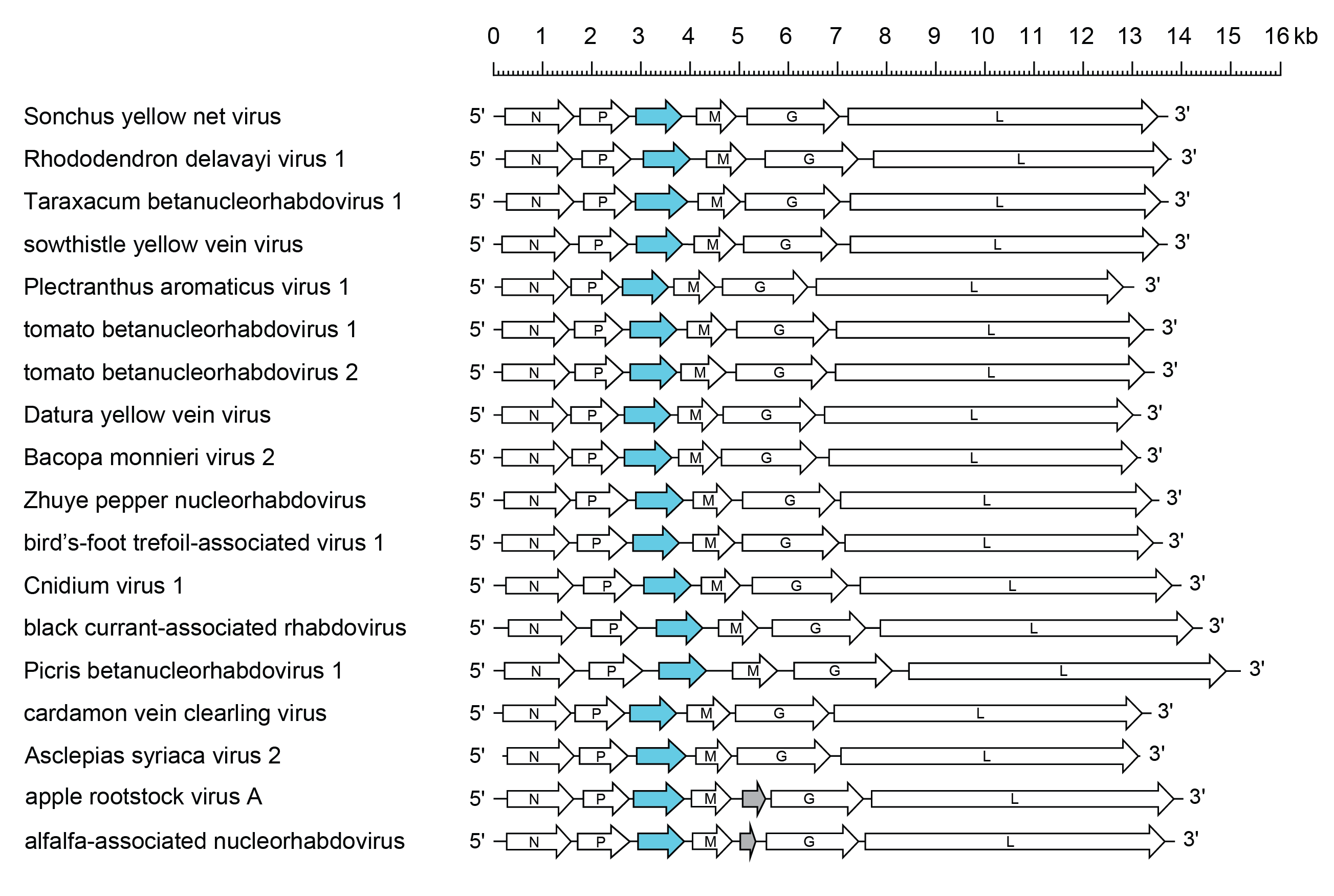 Betanucleorhabdovirus genomes