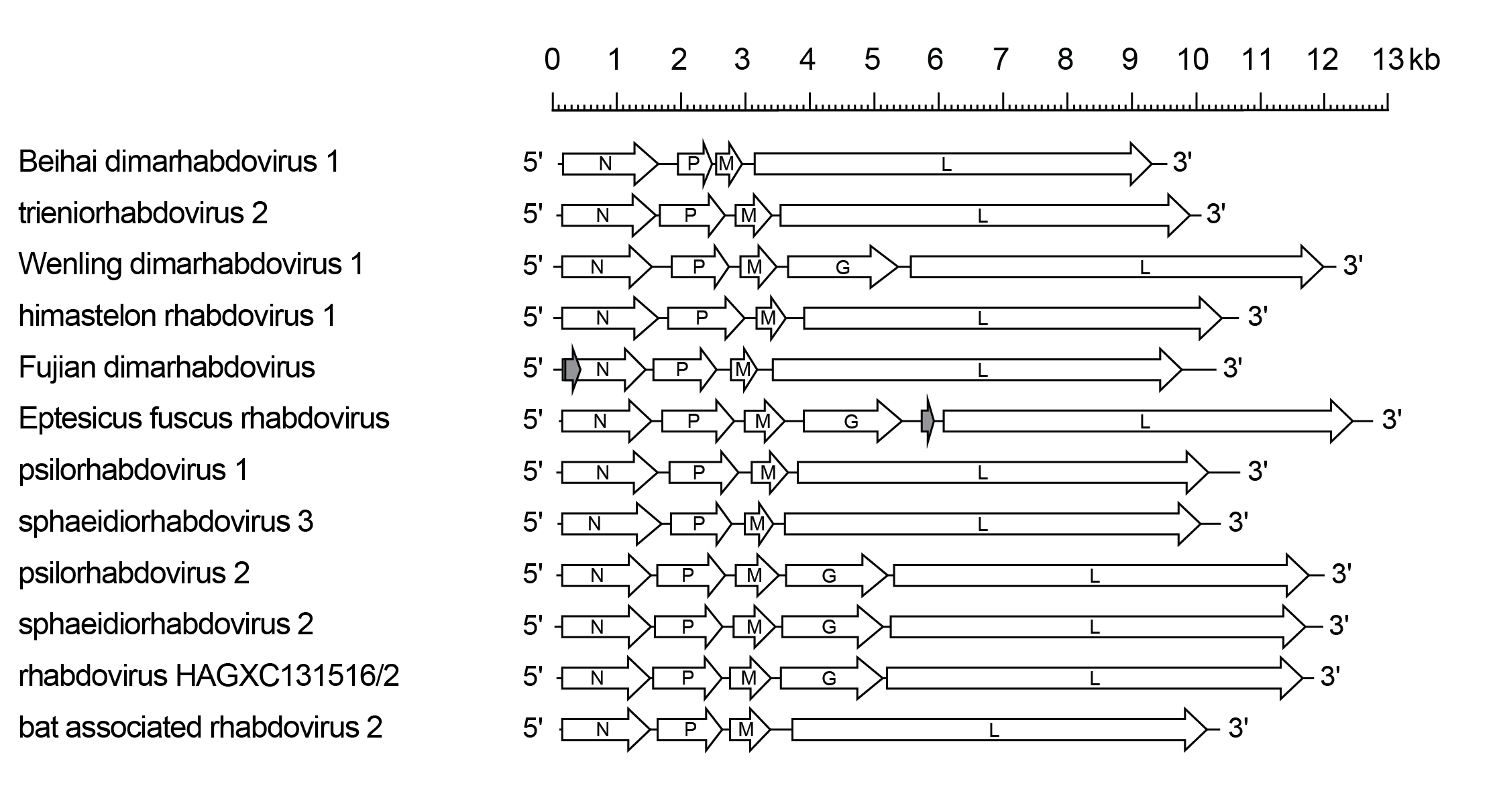 Betaplatrhavirus genome