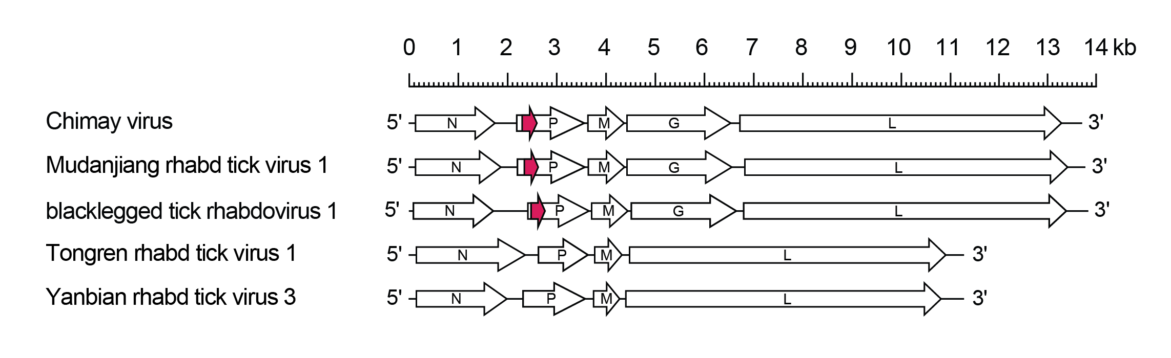 Betaricinrhavirus genomes